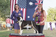 Amstaff OpenShow_16.jpg